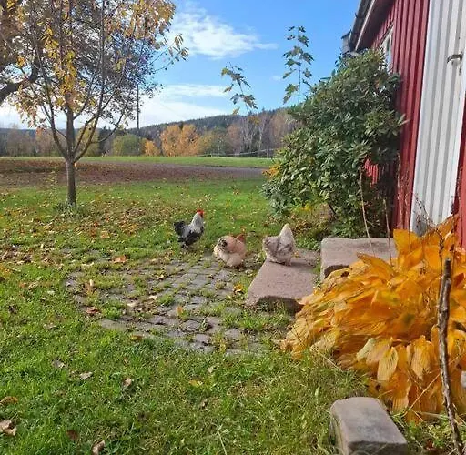 Koselig Pa Gardstun I Oslo